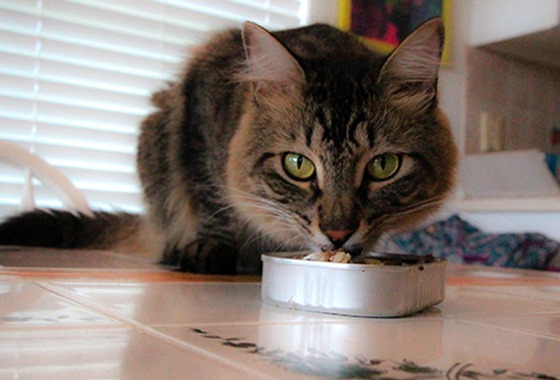 4-cat_with_fish_plate