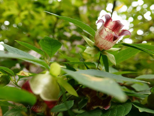 Codonopsis lanceolata