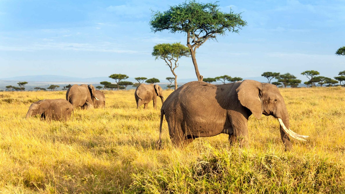 Maasai Mara National Reserve, a National park in Kenya