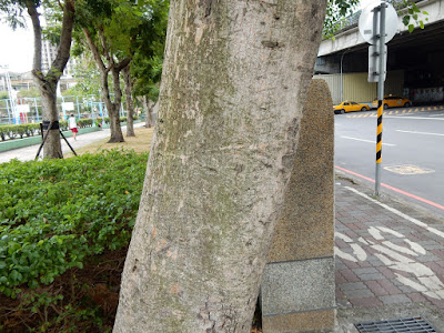 菩提樹的樹幹