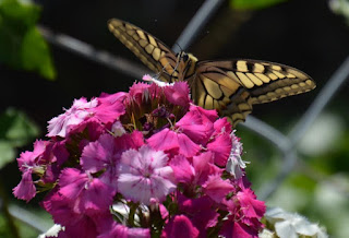 Schmetterling, mariposa, butterfly, fluture, papillon, бабочка, con bướm, motýl, fjäril, kupu-kupu, féileacán, farfalla, Leptir, drugelis, пеперутка, motyl, 