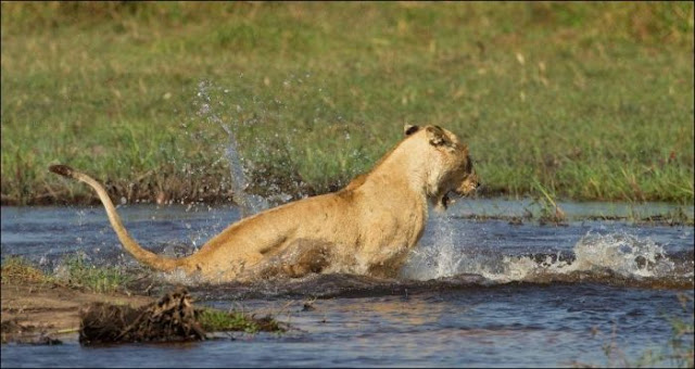 A mother lion fights a crocodile to protect her cubs, lion vs crocodile, animal fights