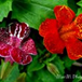 View album