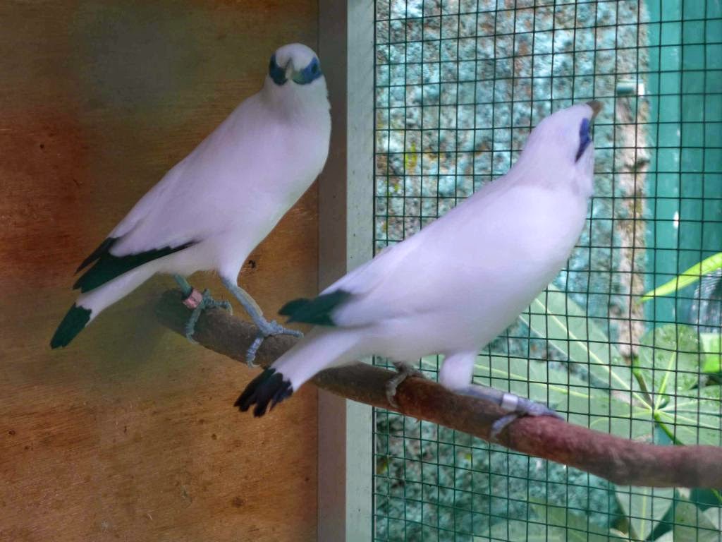 Wisata Kicau Bird Farm: Jenis Jalak