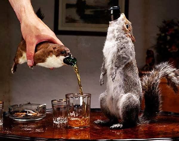 Funny Animals Drinking Beer | Amazing New Pictures