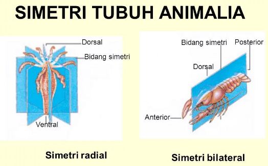  Hewan  yang  memiliki  bentuk tubuh  simetris radial adalah 