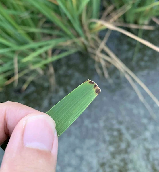 台中秈199號水稻育成 抗白葉枯病之秈稻新品種