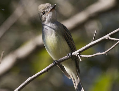 Deltarhynchus flammulatus