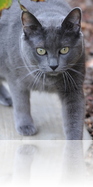 The garden stalker