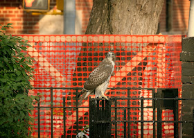 Tompkins Square red-tailed hawk fledgling