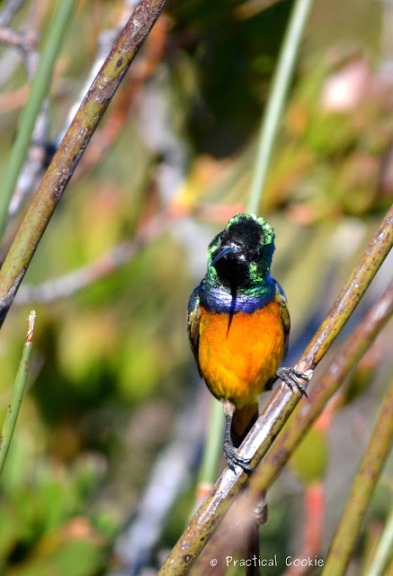 Quizzical orange breasted sunbird 