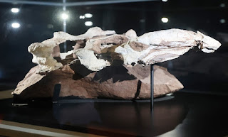 newfound dinosaur