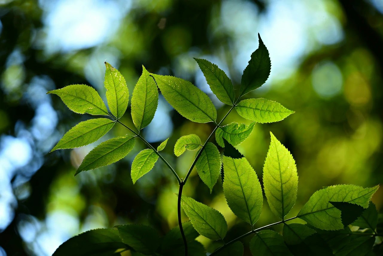 Boosting Energy Efficiency in Photosynthesis: MIT Study Uncovers Nature's Disordered Secret