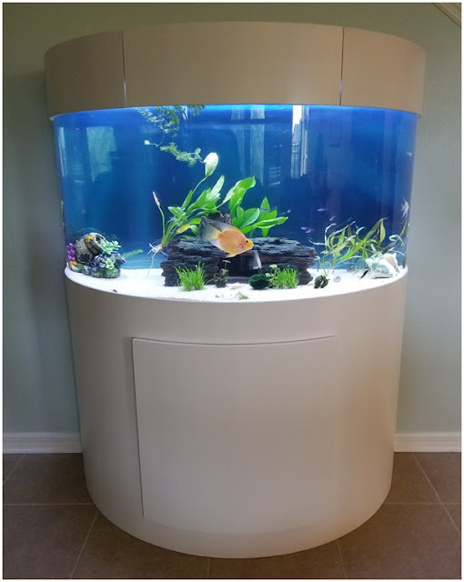 Benefits of Professional Key West Aquarium Design