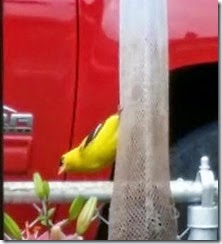 bird