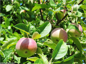 Applecrest Farm: Huertos de Manzanas