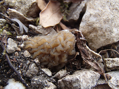 grzyby 2017, grzyby wiosenne, grzyby w marcu, grzyby w kwietniu, Verpa bohemica naparstniczka czeska, Caloscypha fulgens kielonka błyszcząca