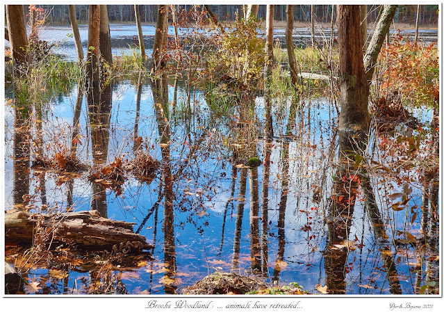 Brooks Woodland: ... animals have retreated...