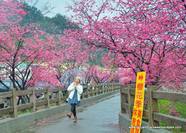 cherry blossoms in Taian Police Station in Taiwan