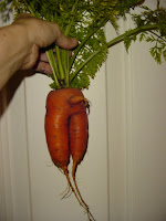 Carrot with male parts