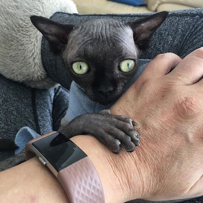 Sphynx Kitty Looks Like A Bat Due To Rare Neurological Condition   