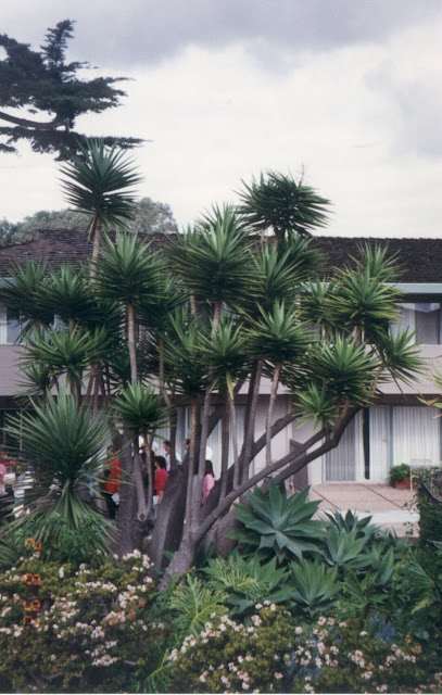 Giant Bird Of Paradise Plant