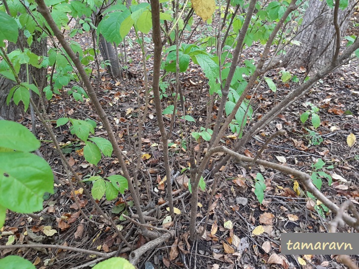 Свободноягодник сидячецветковый (Acanthopanax sessiliflorus, =Eleutherococcus sessiliflorus)