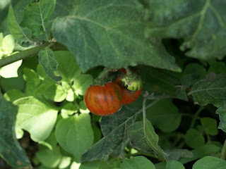 Aubergine éthiopienne - Solanum aethiopicum