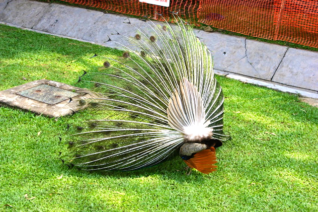 Sentosa peacock