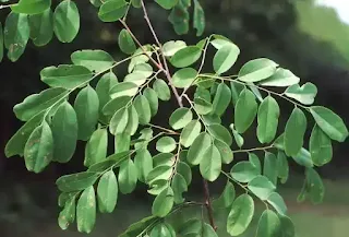 Dalbergia Lanceolaria
