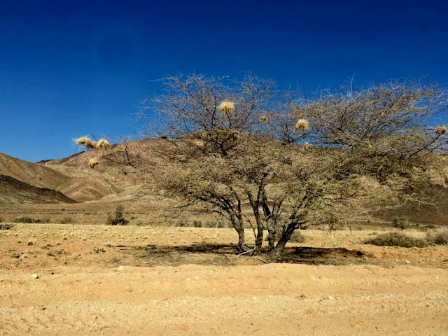 nidos de pájaros en namibia