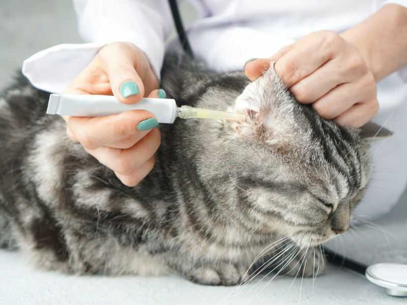 How to trim a cat's nails that won't let you