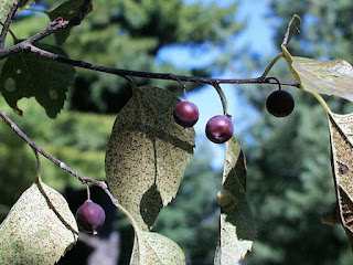 Hackberry Fruit Pictures