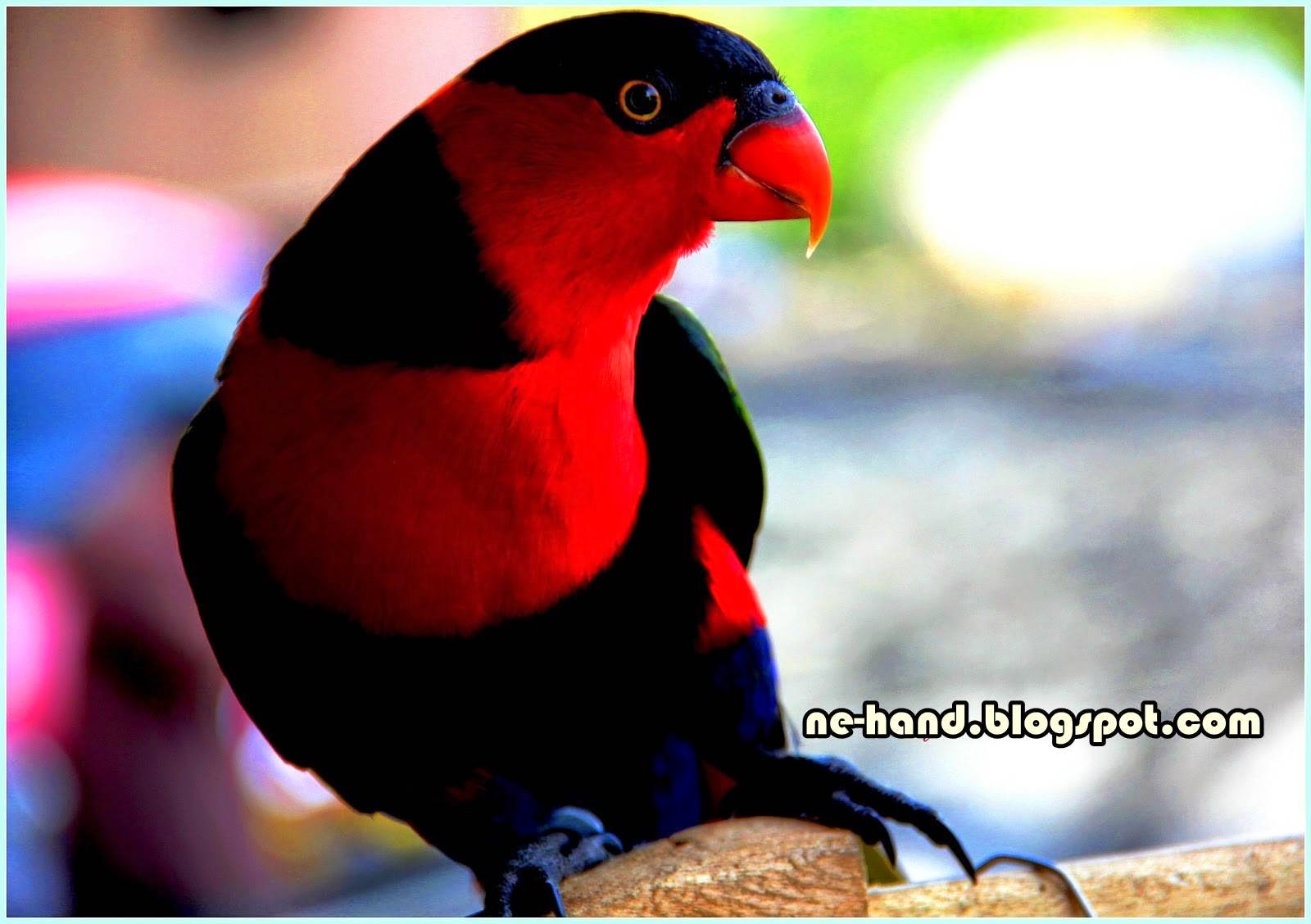 Cara Memilih Burung Nuri Kepala Hitam Yang Pintar Dan Bisa Bicara