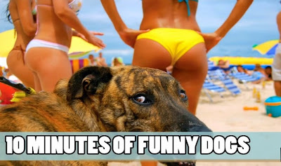 Funny Dog Videos Try Not To Laugh Or Grin 
