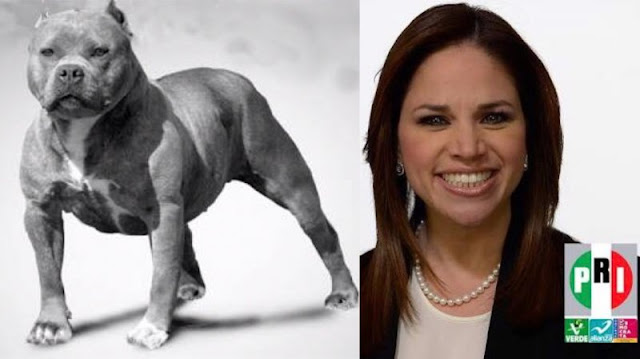Senadora priista frena legislación para castigar peleas de perros