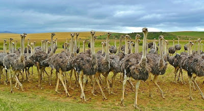 How to start profitable ostrich farming