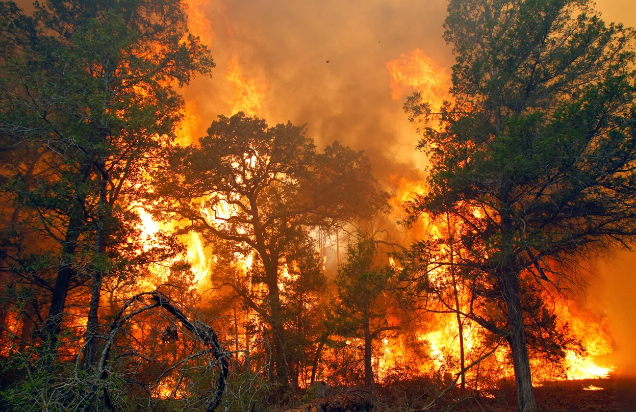 26 Foto Kebakaran Hutan Kartun 2021