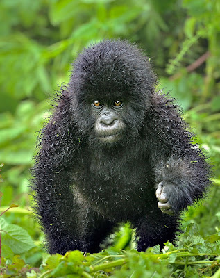 Adorable gorila de las montañas - Animales salvajes