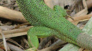 Lacerta viridis viridis male DSC35050