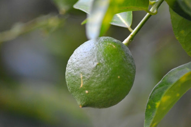 Guyane, auberge des orpailleurs, où dormir