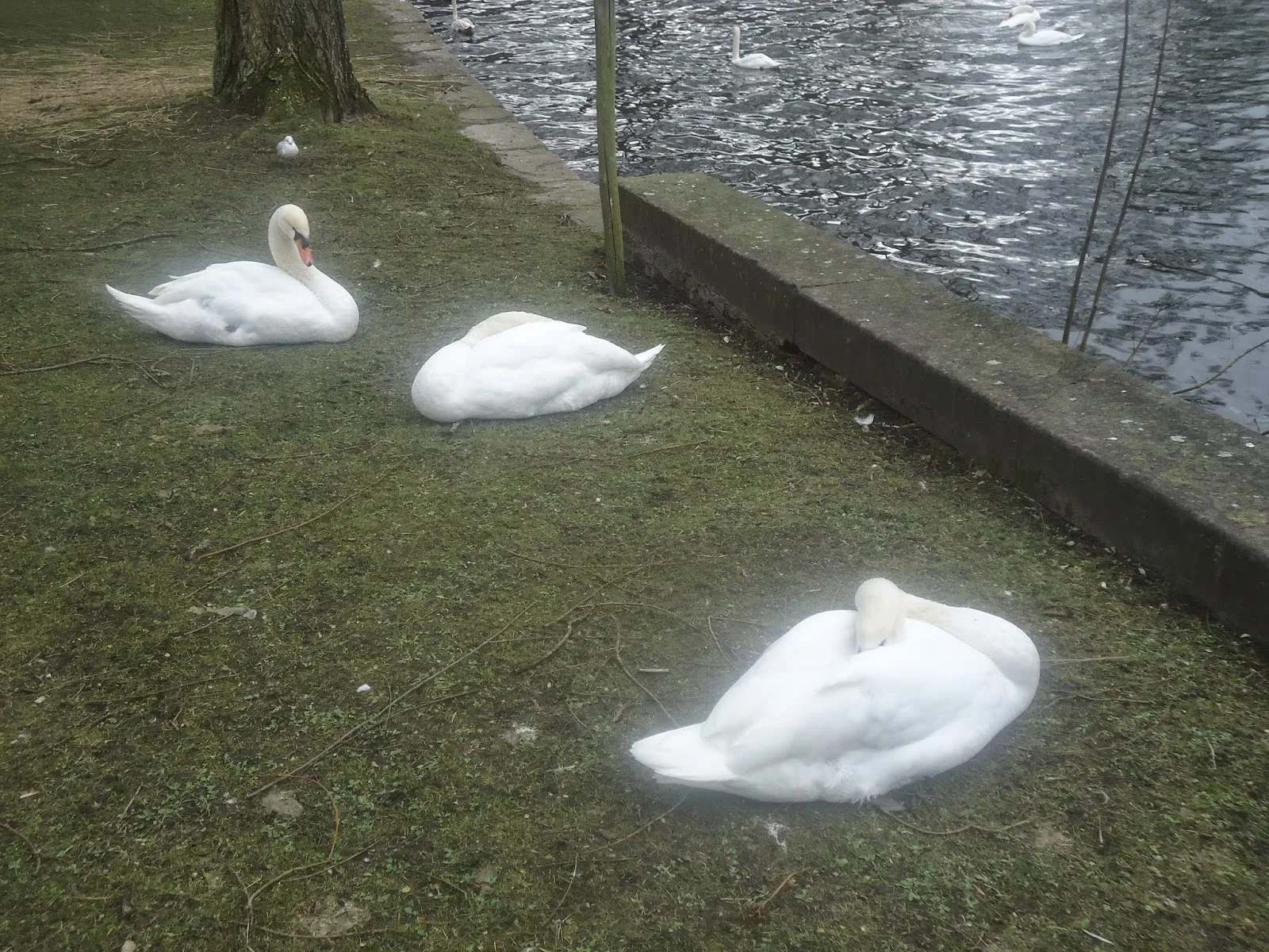  The tale of the White Swans in Bruges (Belgium)