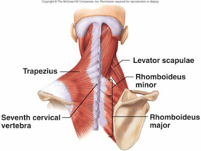 Trapezius Muscle