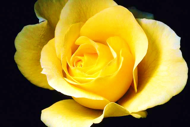 A yellow rose for