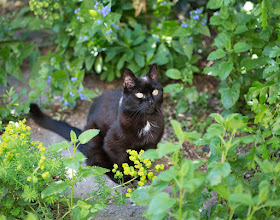 Roxy in my back garden in Hayes on 26 May 2012.