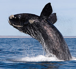 Ballena franca Eubalaena australis