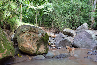 Dog in Rio Viejo, Puriscal, Costa Rica