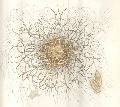 Haeckel 1865, Plate 1 (detail b)