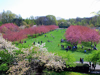 Brooklyn Botanical Garden Cherry Blossom Prediction