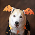 Best Dog costumes for Halloween 2022 